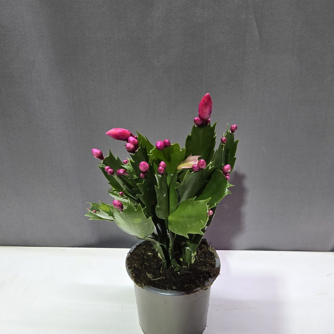 Schlumbergera - Karácsonyikaktusz pink ↑15cm ⊘9cm
