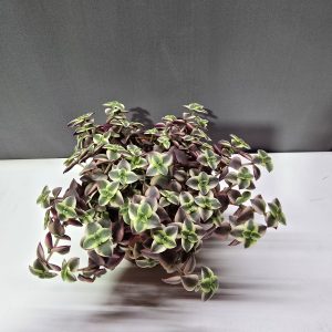 Crassula marginalis ↑15cm ⊘11cm