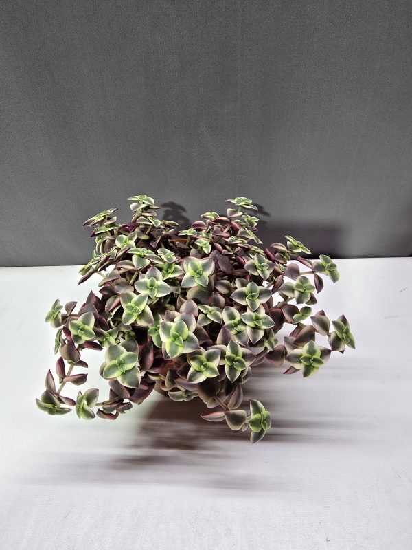 Crassula marginalis ↑15cm ⊘11cm