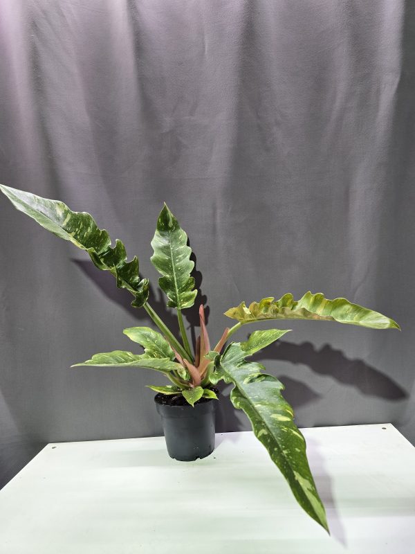 Philodendron Ring of Fire ↑30cm ⊘12cm