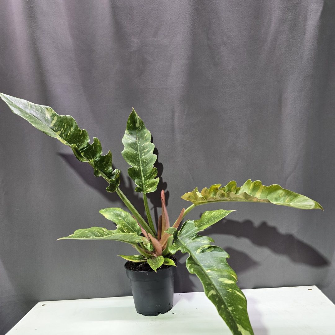 Philodendron Ring of Fire ↑30cm ⊘12cm