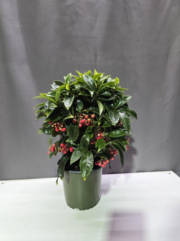 Ardisia - Csipkés csúcsvirág piros ↑40cm ⊘14cm