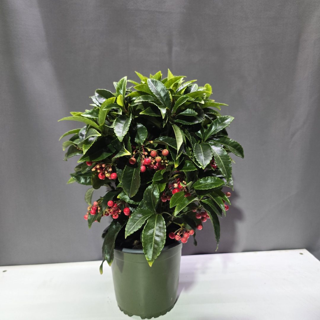 Ardisia - Csipkés csúcsvirág piros ↑40cm ⊘14cm