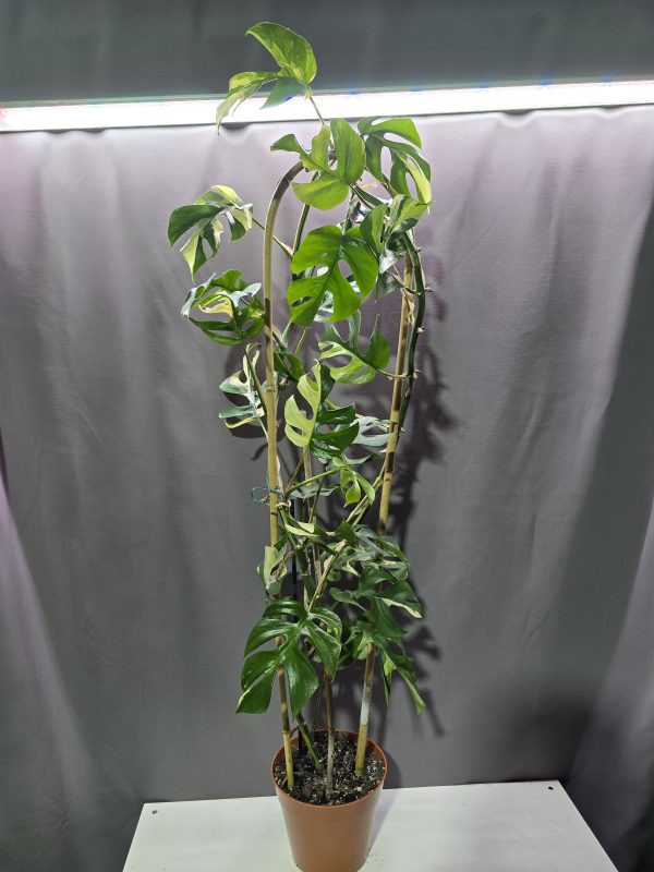 Rhaphidophora tetrasperma- Monstera minima Variegata ↑120cm ⊘14cm