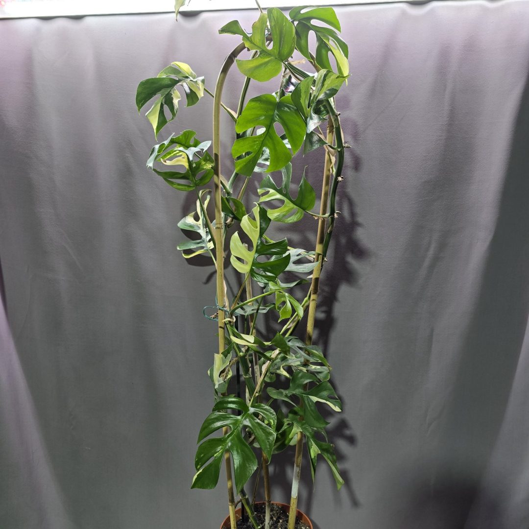 Rhaphidophora tetrasperma- Monstera minima Variegata ↑120cm ⊘14cm