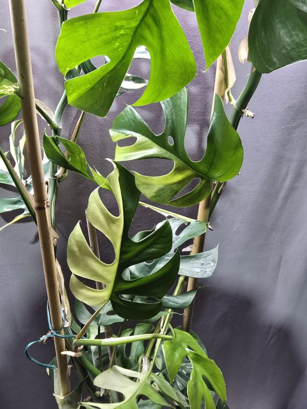 Rhaphidophora tetrasperma- Monstera minima Variegata ↑120cm ⊘14cm - Image 2