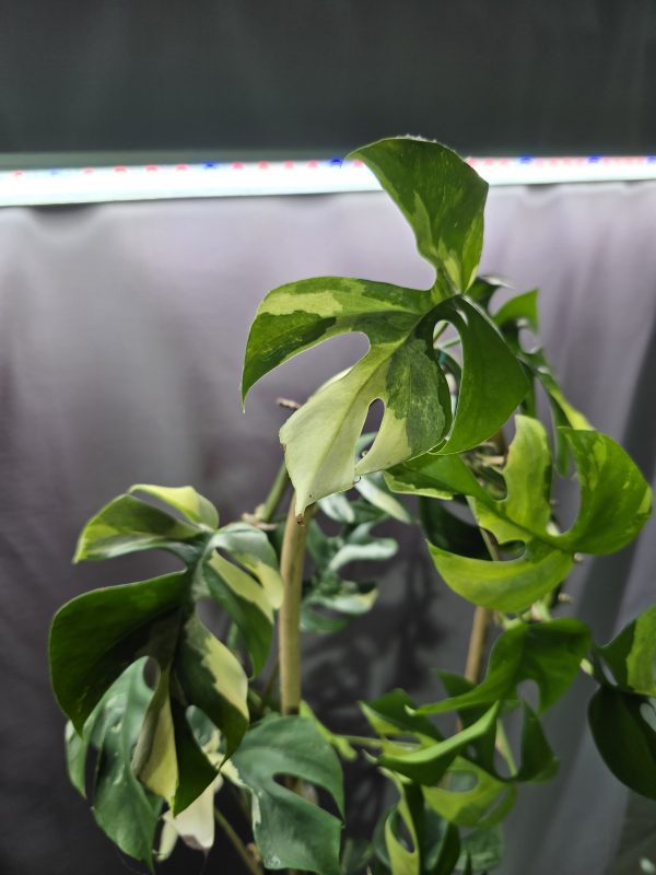Rhaphidophora tetrasperma- Monstera minima Variegata ↑120cm ⊘14cm - Image 3