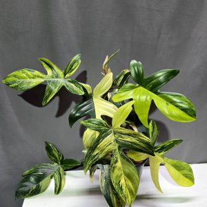 Philodendron Florida Beauty ↑35cm ⊘12cm