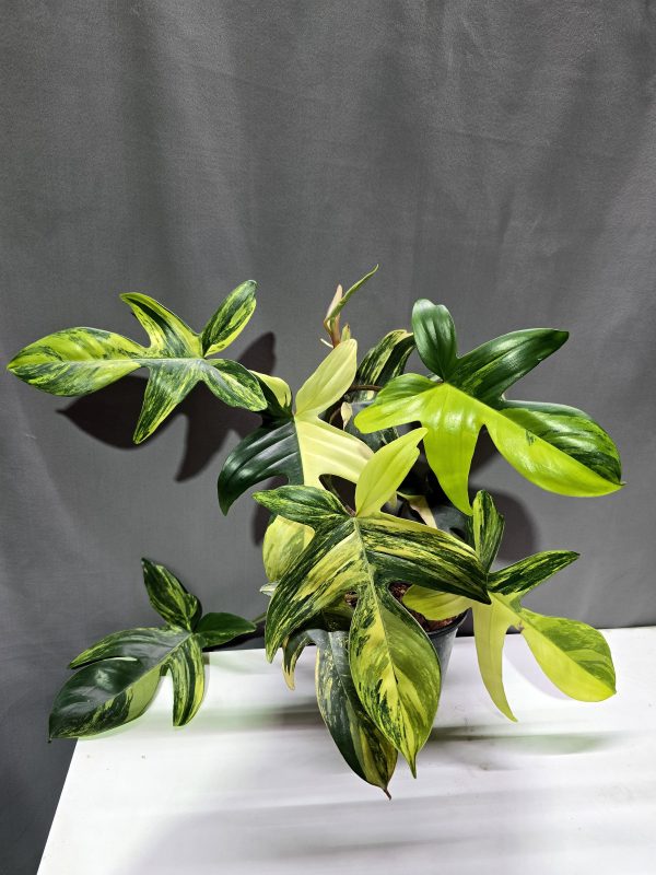 Philodendron Florida Beauty ↑35cm ⊘12cm
