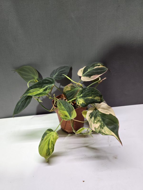 Philodendron Micans Tricolor