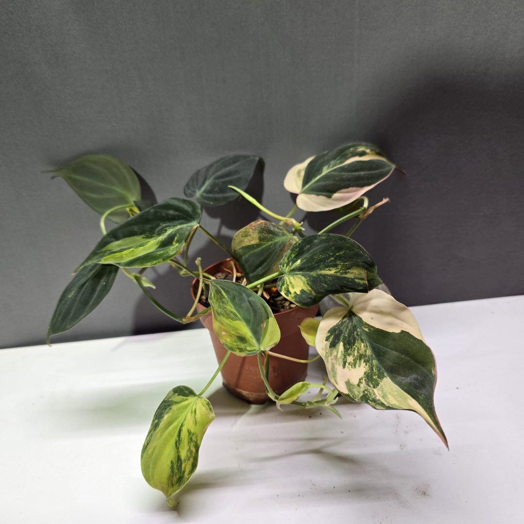 Philodendron Micans Tricolor