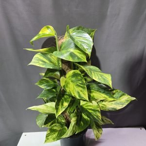 Szobai futóka karóval ↑50cm ⊘14cm