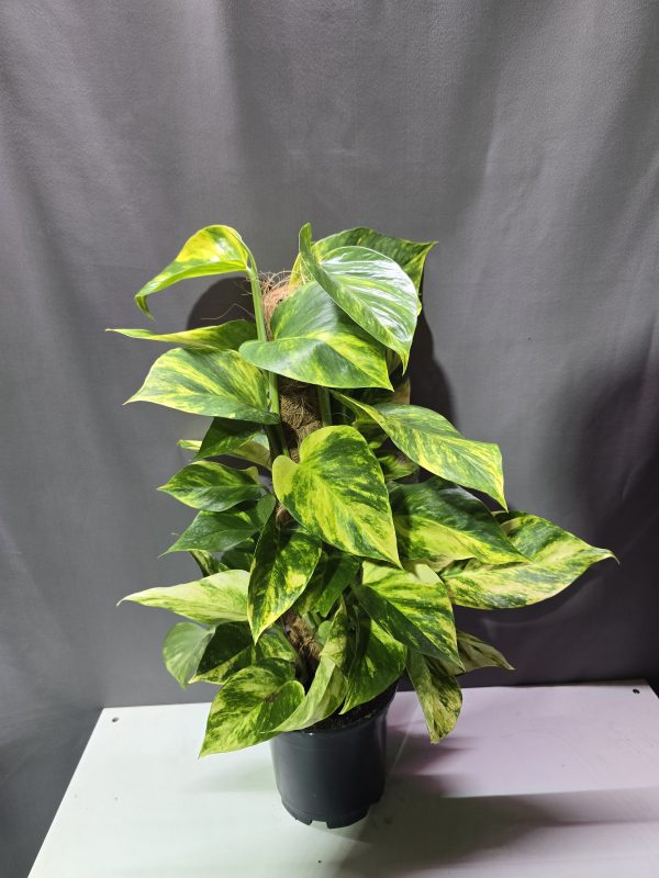 Szobai futóka karóval ↑50cm ⊘14cm