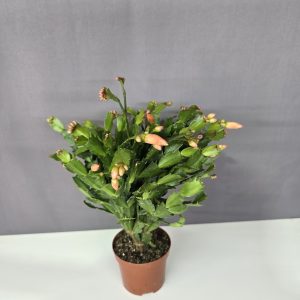 Schlumbergera - Karácsonyi kaktusz barack színű ↑25cm ⊘9cm