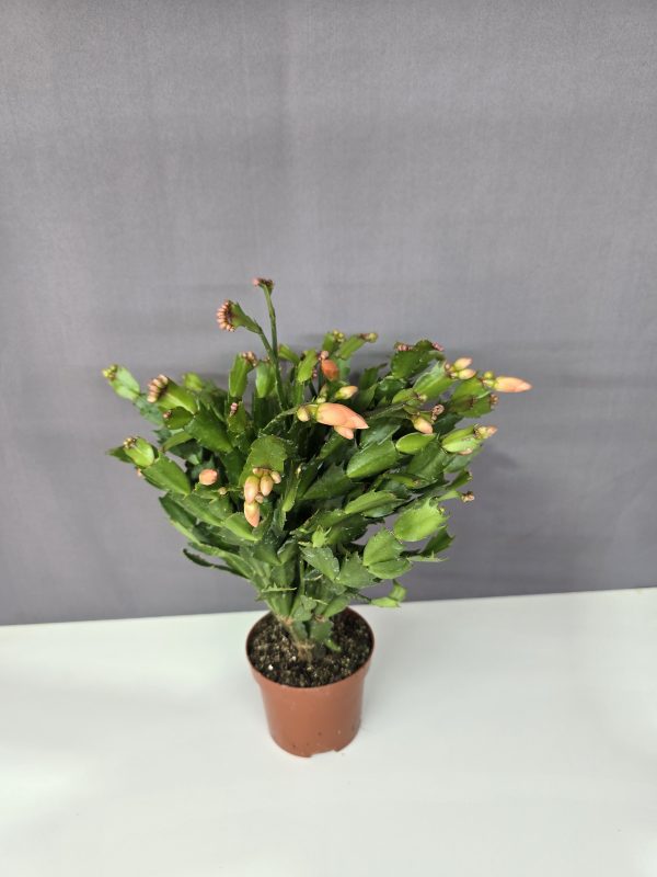 Schlumbergera - Karácsonyi kaktusz barack színű ↑25cm ⊘9cm