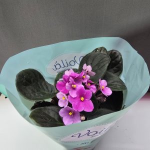 Fokföldi ibolya Nr2 ↑25cm ⊘12cm