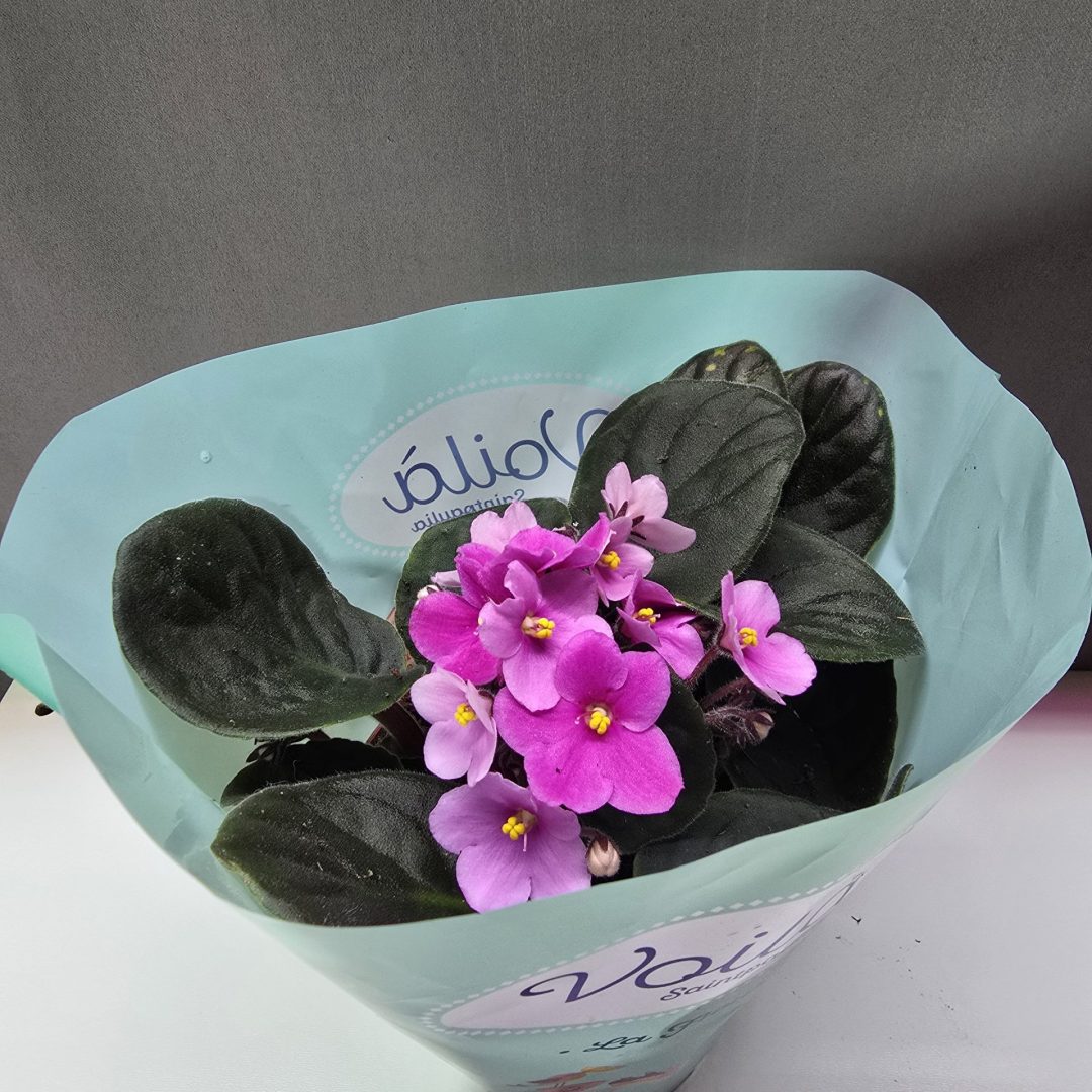 Fokföldi ibolya Nr2 ↑25cm ⊘12cm