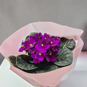Fokföldi ibolya Nr3 ↑25cm ⊘12cm