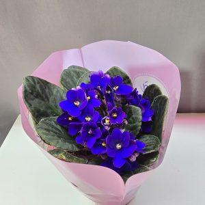 Fokföldi ibolya ↑25cm ⊘12cm