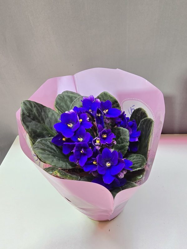 Fokföldi ibolya ↑25cm ⊘12cm