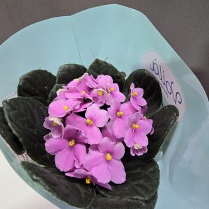 Fokföldi ibolya Nr4 ↑25cm ⊘12cm