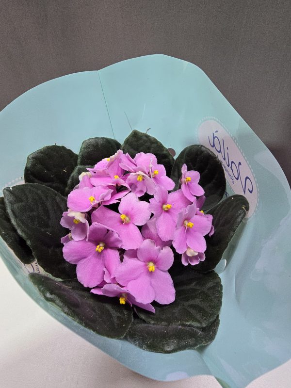 Fokföldi ibolya Nr4 ↑25cm ⊘12cm