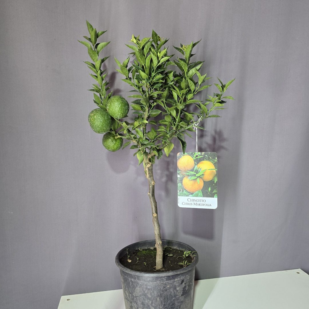 Citrus myrtifolia Chinotto / Mirtuszlevelű törpenarancs ↑70cm ⊘20cm