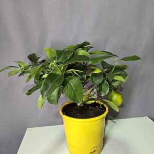 Meyer citrom terméssel ↑50cm ⊘19cm