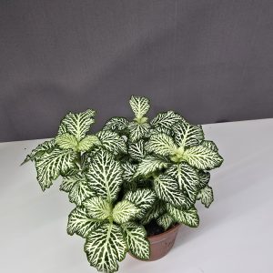 Fittonia ↑10cm ⊘8cm