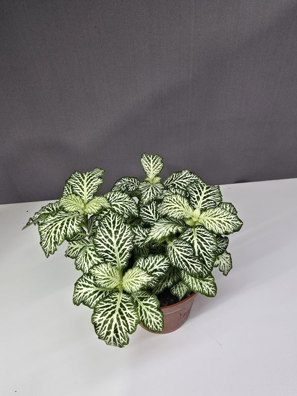 Fittonia ↑10cm ⊘8cm