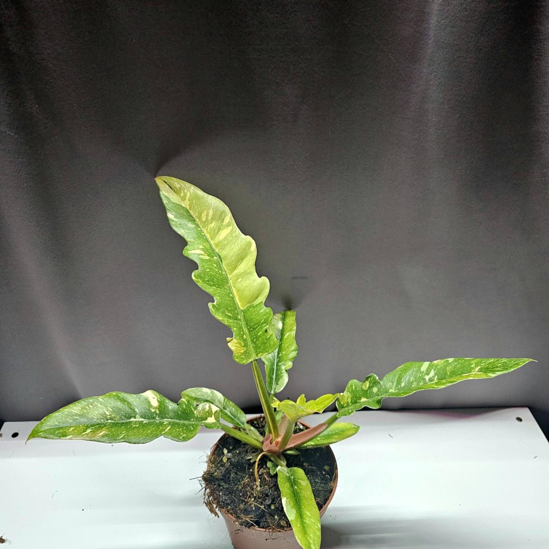 Philodendron Ring of Fire 30 cm ritka, tarka levelű szobanövény 12 cm cserépben – Törpe Garden