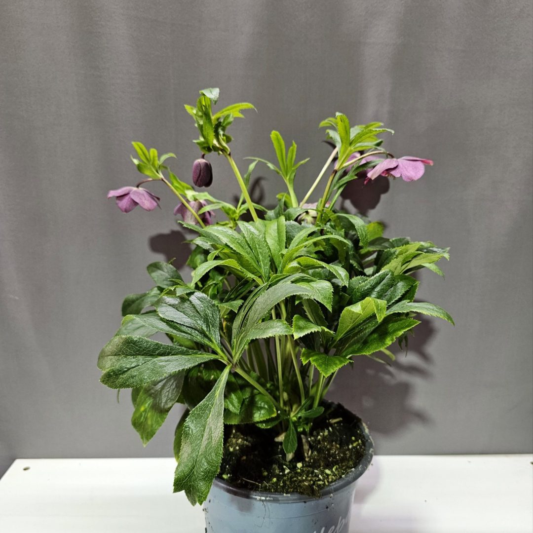 Helleborus ‘HGC®Winter Ballet Leona’ - Keleti hunyor ↑40cm ⊘17cm