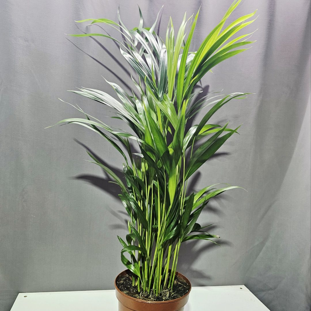 Aranypálma - Areca Lutescens ↑60cm ⊘17cm