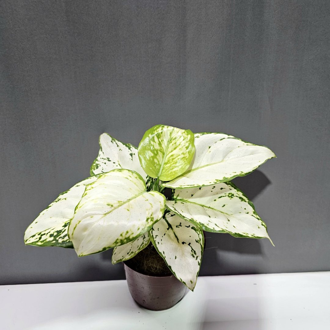 Aglaonema White Joy ↑30cm ⊘12cm