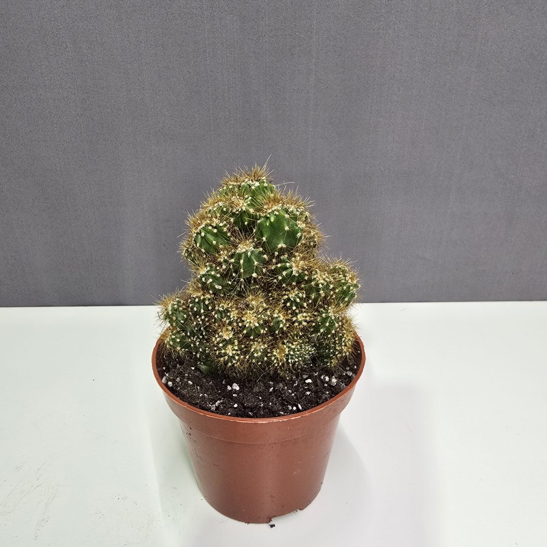 Kaktusz  ↑15cm ⊘10cm