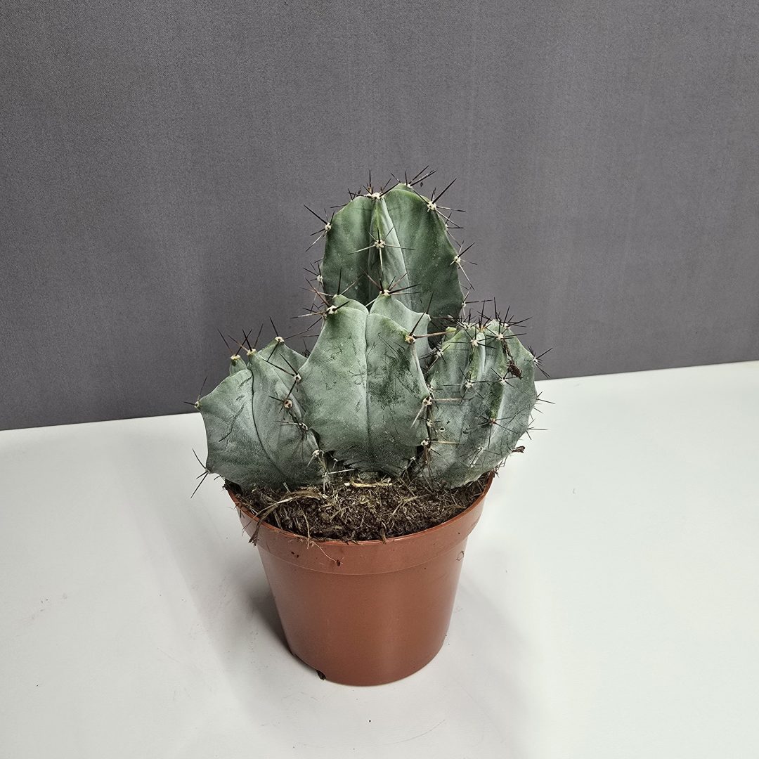 Kaktusz ↑15cm ⊘10cm