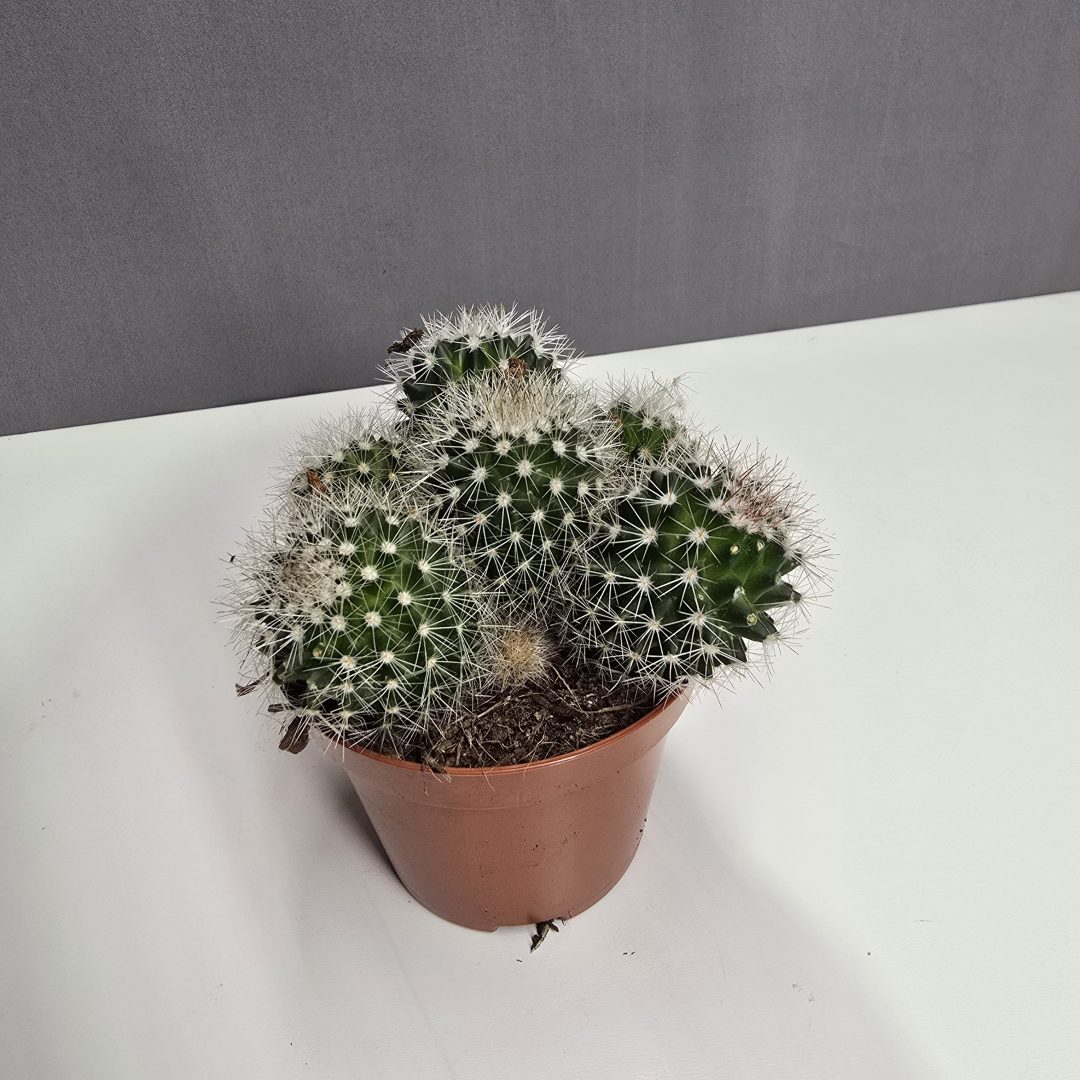 Kaktusz ↑15cm ⊘10cm