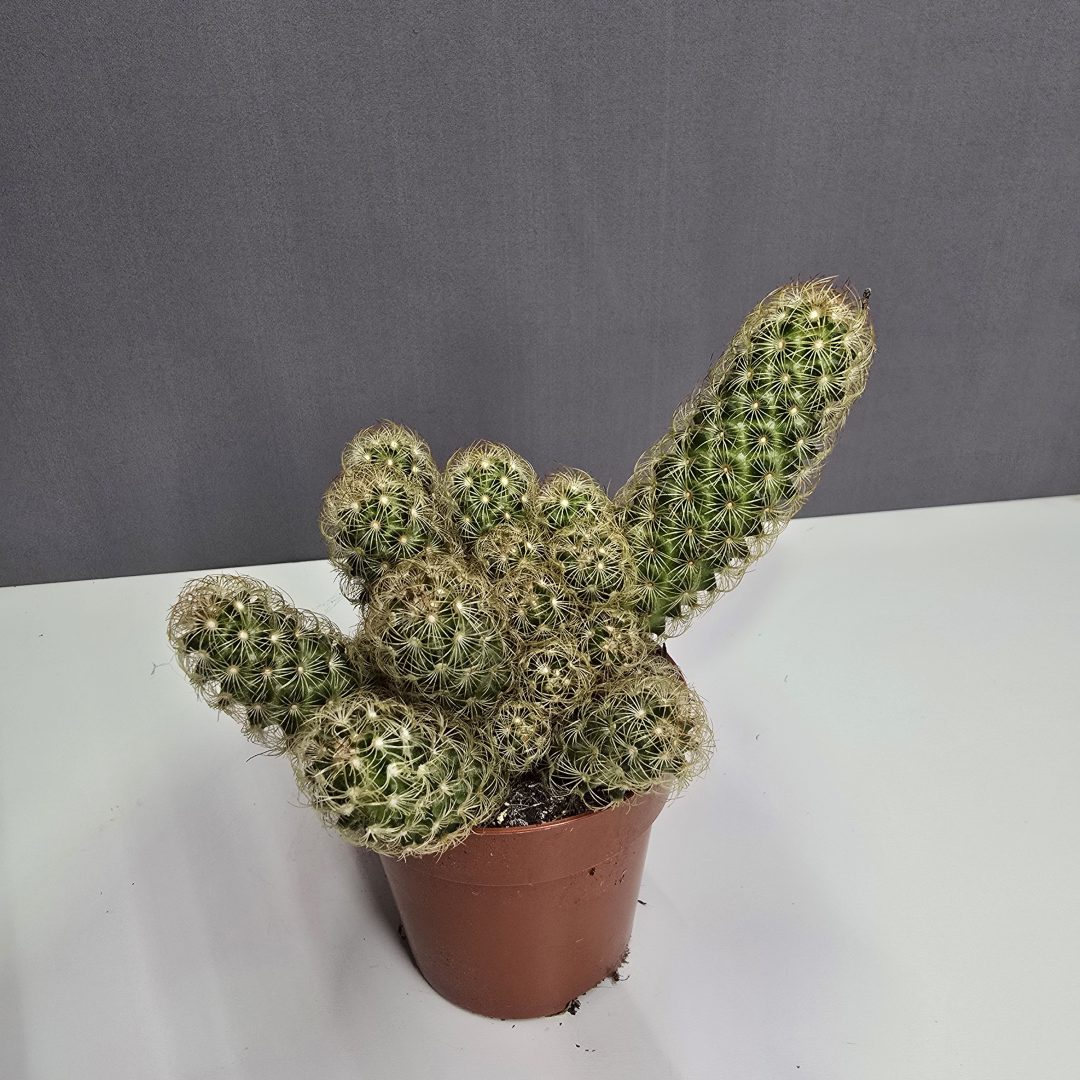 Kaktusz ↑15cm ⊘10cm