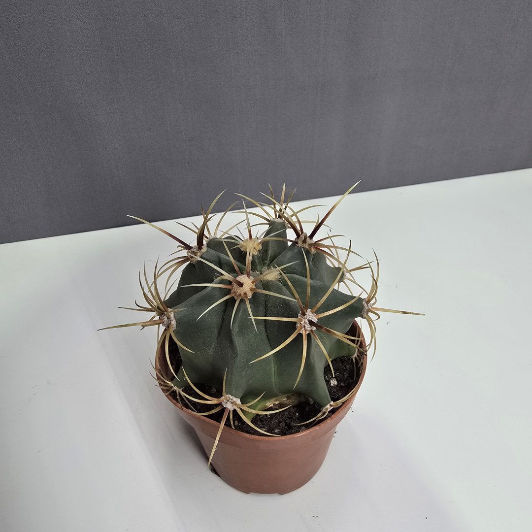 Kaktusz ↑15cm ⊘10cm