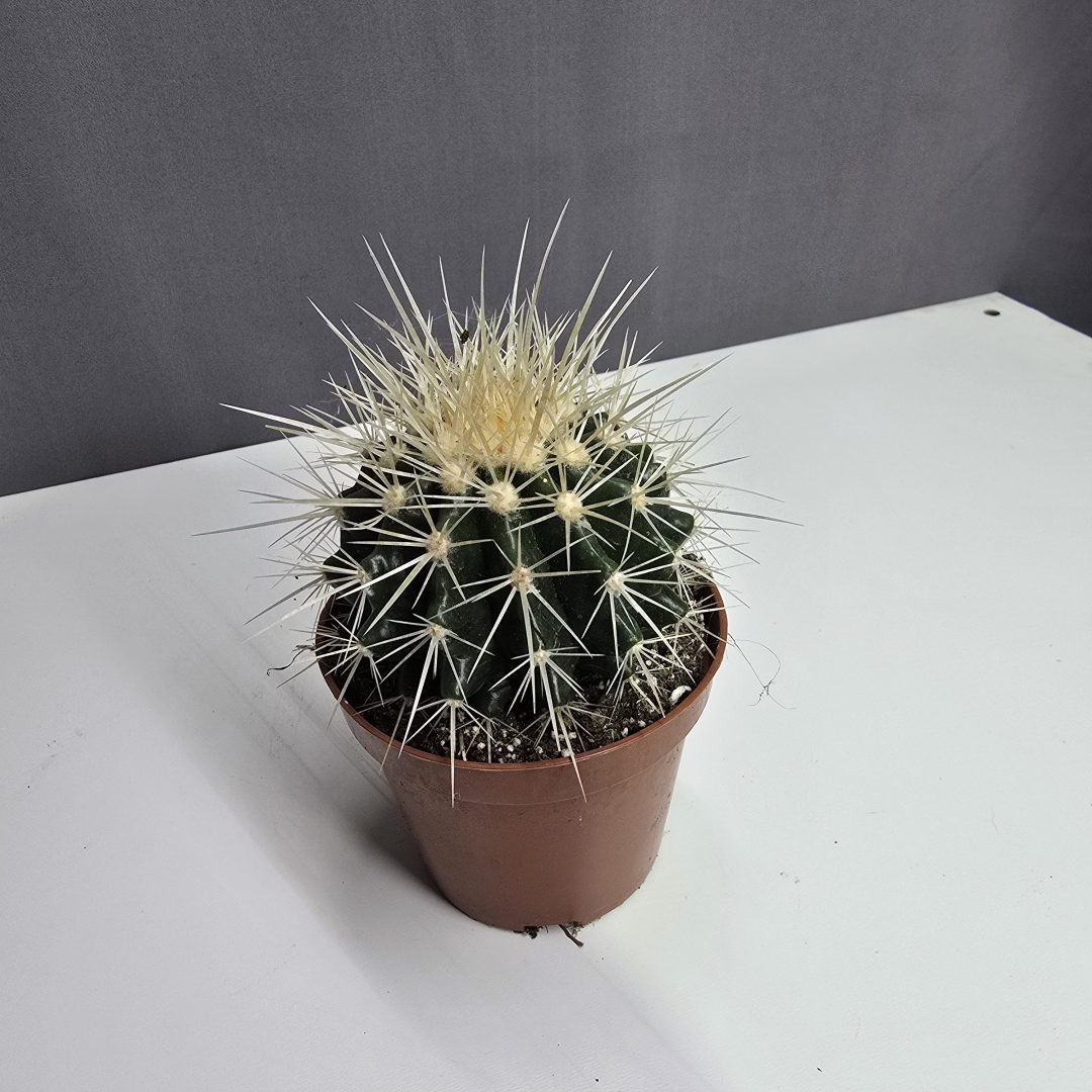 Kaktusz ↑15cm ⊘10cm