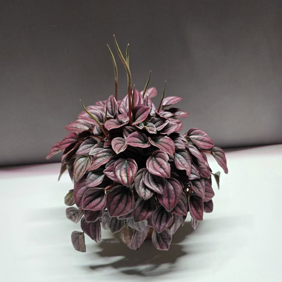 Peperomia caperata 'Cayenne' ↑25cm ⊘12cm