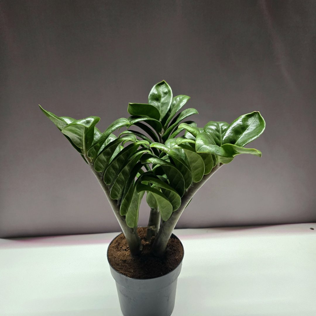 Zamioculcas Zenzi ↑35cm ⊘11cm