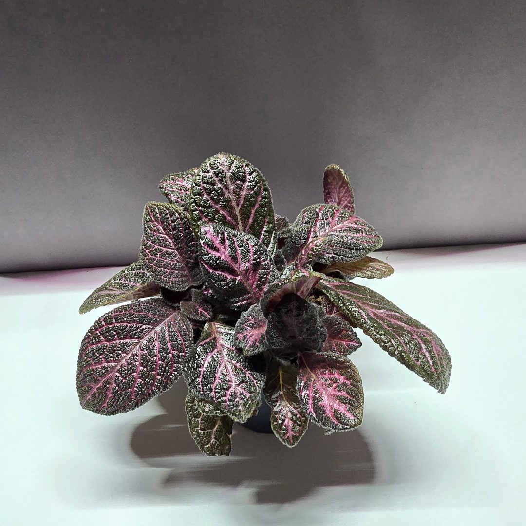 Episcia cupreata ‚Pink Acajou‘ ↑25cm ⊘12cm