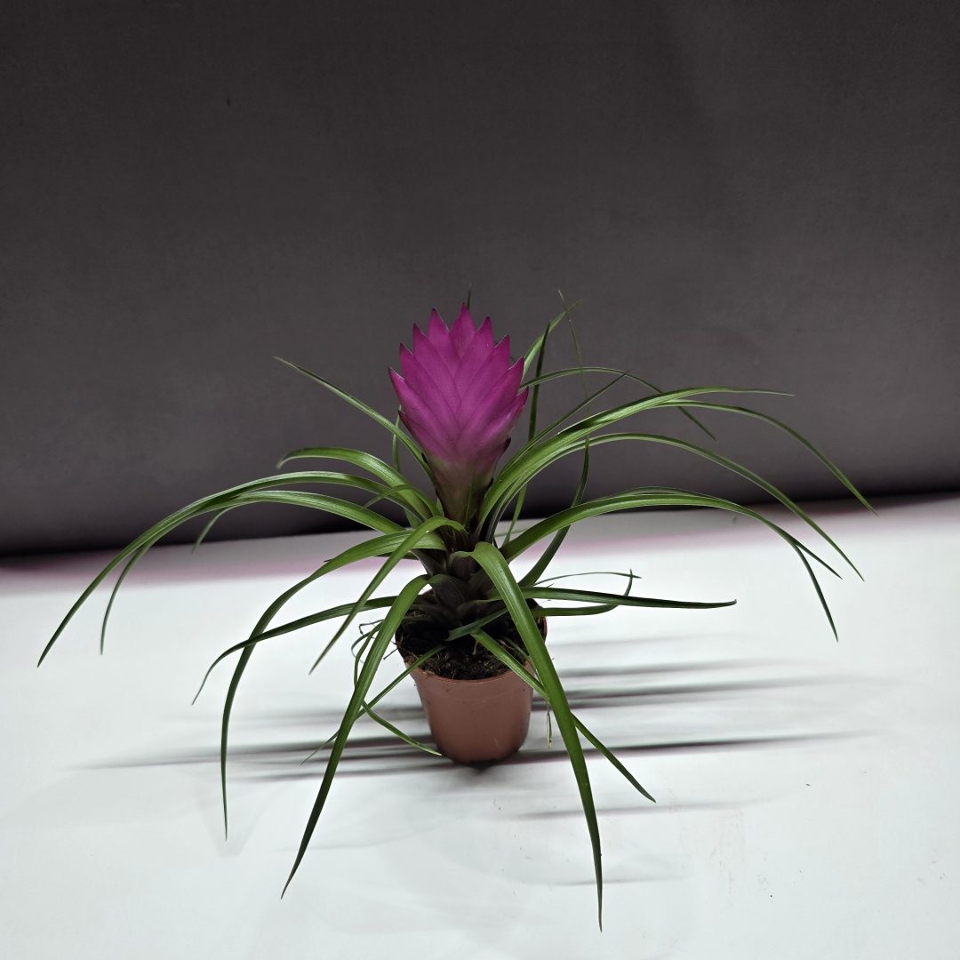 Tillandsia cyanea ↑20cm ⊘7cm