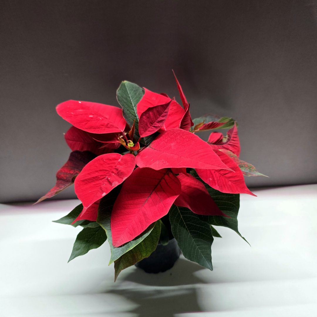 Mikulásvirág ↑35cm ⊘10cm