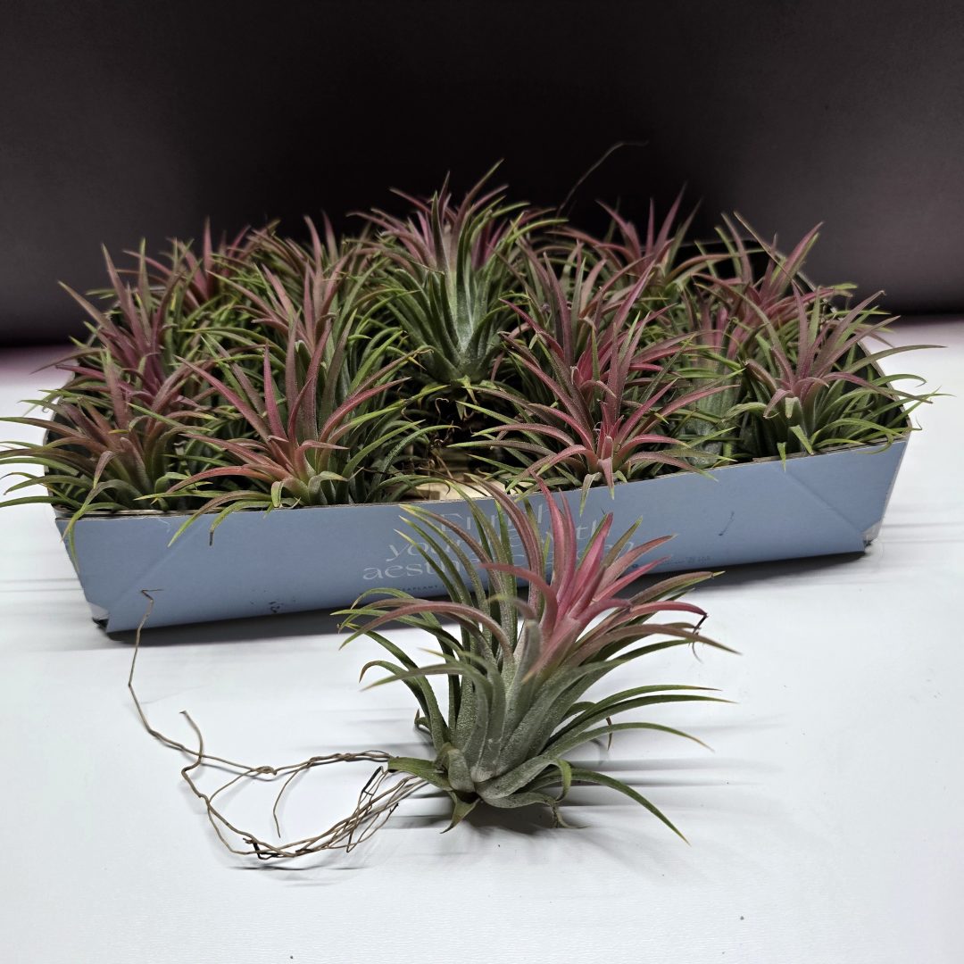 Tillandsia ionantha