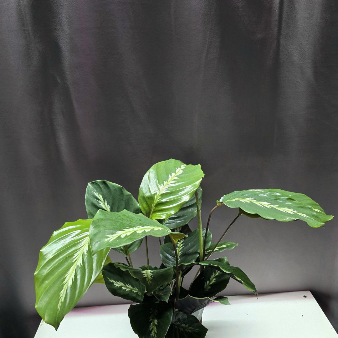 Calathea Maui Queen ↑40cm ⊘12cm