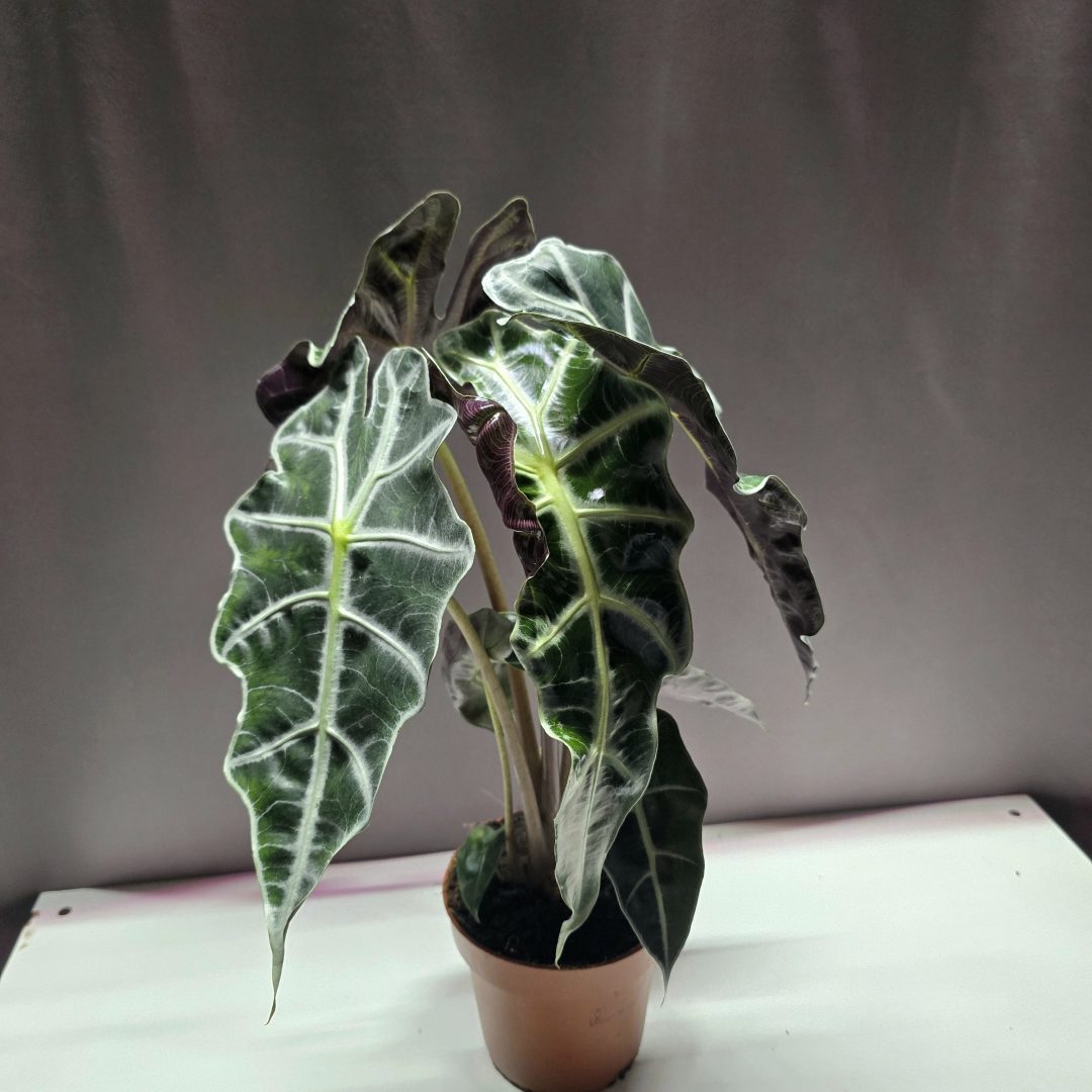 Alocasia Polly sötétzöld levelű, erezett trópusi szobanövény beltéri díszítéshez – Törpe Garden