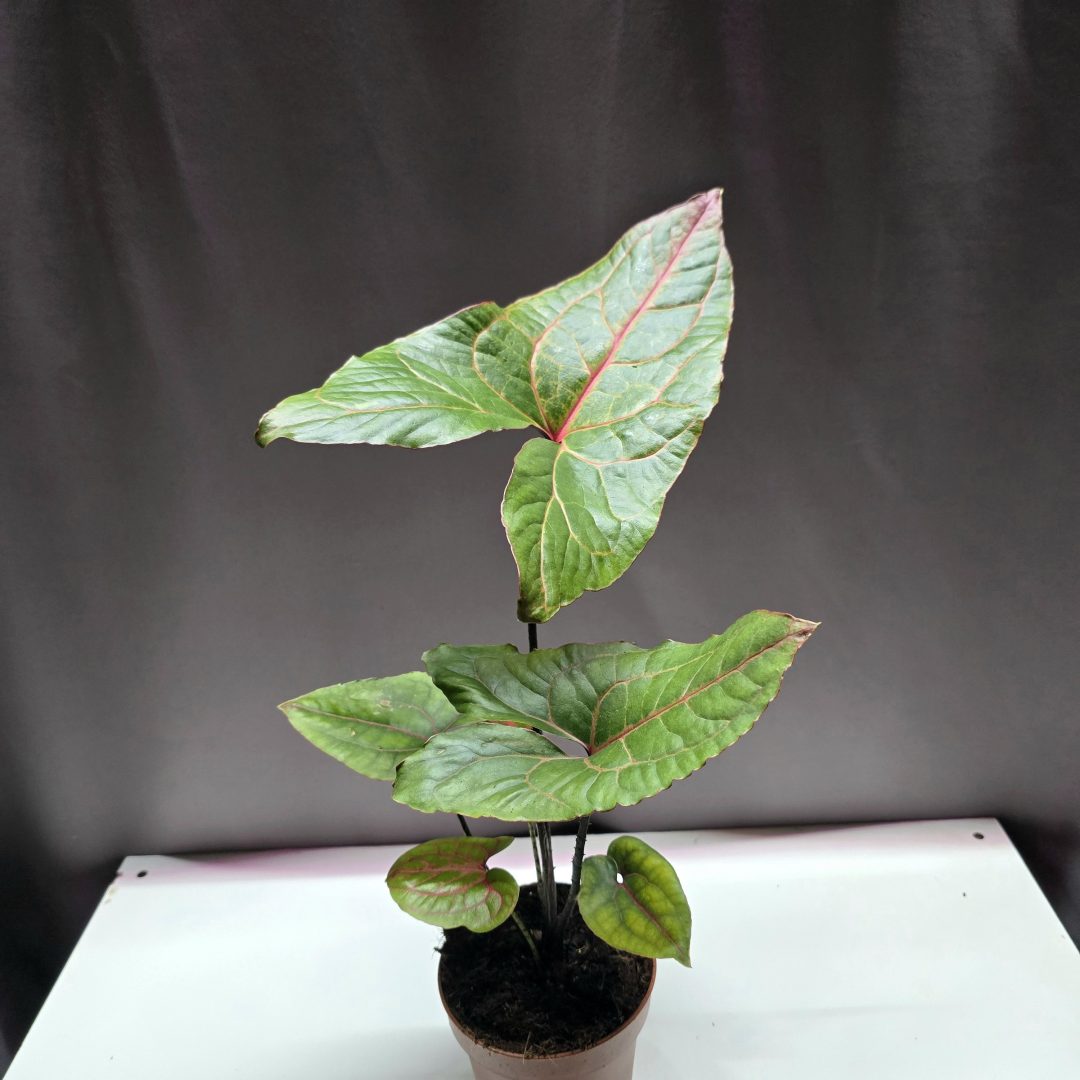 Cyrtosperma johnstonii ↑45cm ⊘12cm