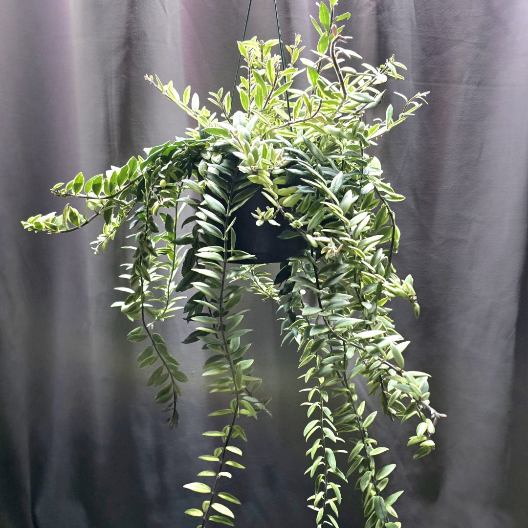 Aeschynanthus 'Bolero Bicolore' - Rúzsvirág  ↑50cm ⊘15cm